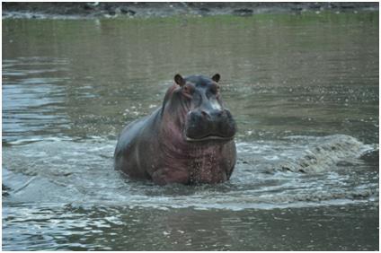 Mana Pools, Zimbabwe, Hippos